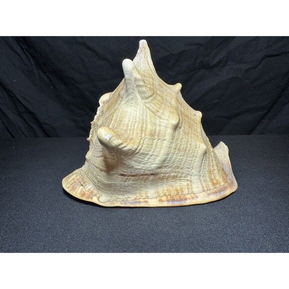 Queen Helmet Conch Sea Shell Cassis Cornuta 9" Nautical Coastal Decor 2.1 lbs - Picture 3 of 12